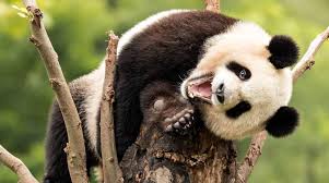 panda